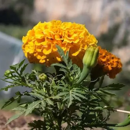 Gjipe אתר קמפינג *